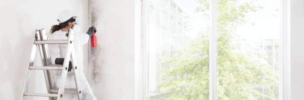 Best Asbestos and Lead Testing During Mold Inspection  in Diboll, TX