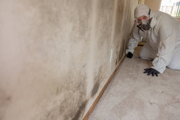 Best Attic Mold Removal  in Diboll, TX